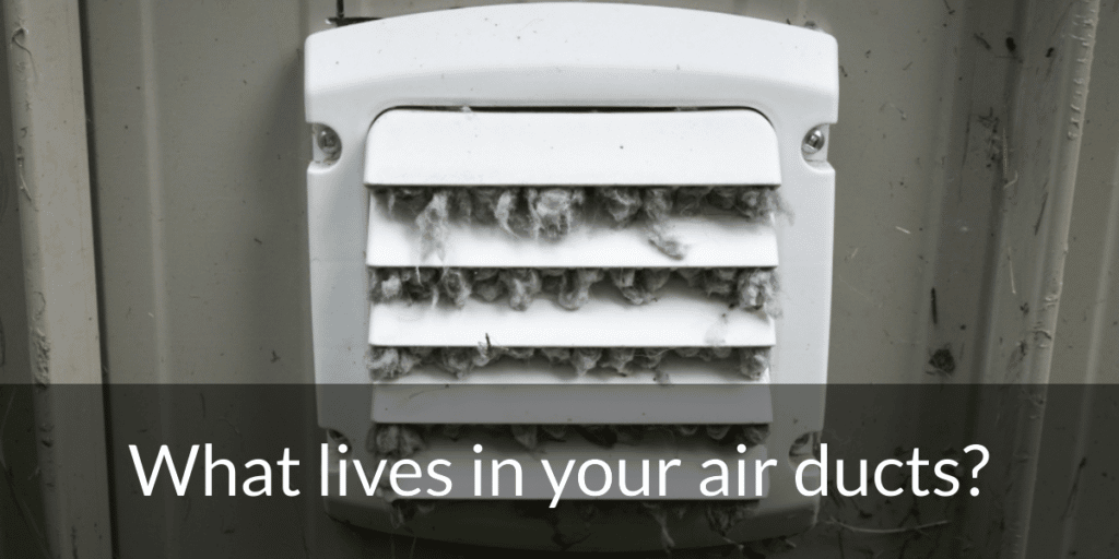 what-lives-in-your-air-ducts